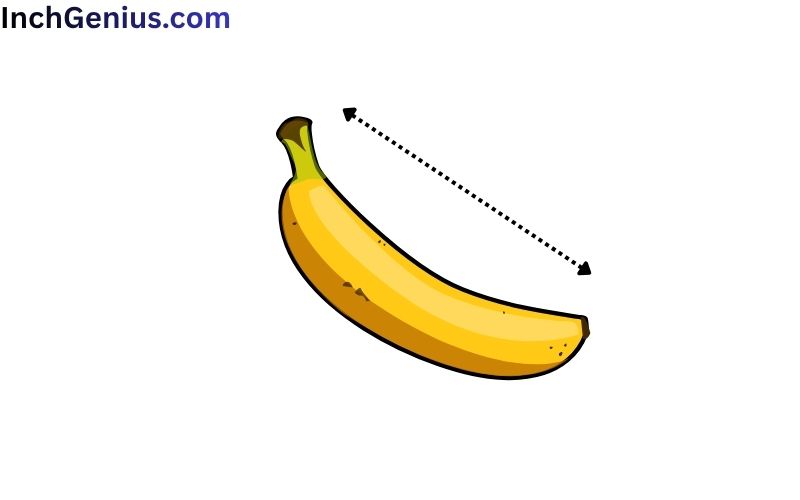 How Long is 6 Inches?