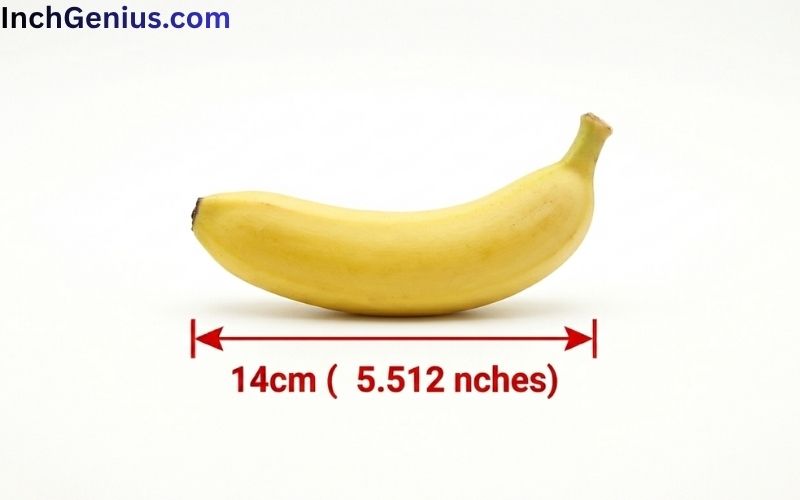 How Long is 14cm Big?