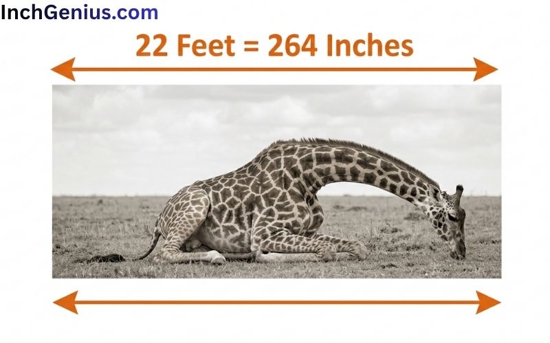 How Long is 22 Feet?