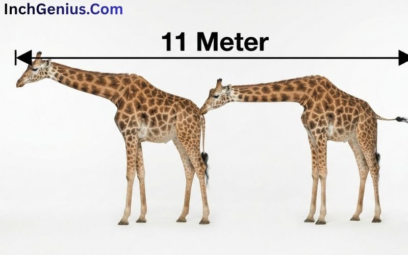 How Long is 11 Meter?