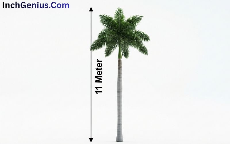 How Long is 11 Meter?
