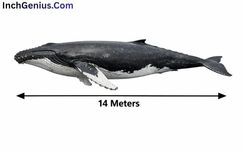 How Long is 14 Meter?