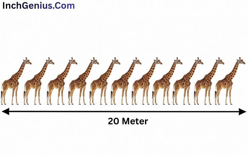 How Long is 20 Meter?