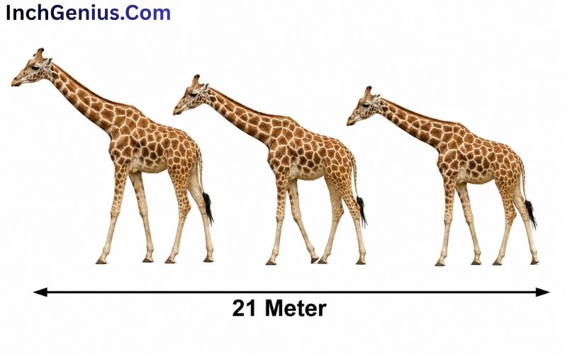 How Long is 21 Meter?
