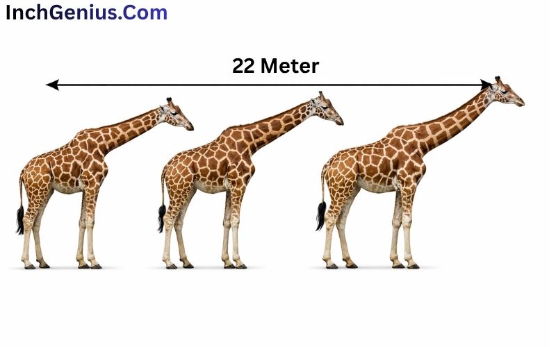 How Long is 22 Meter?