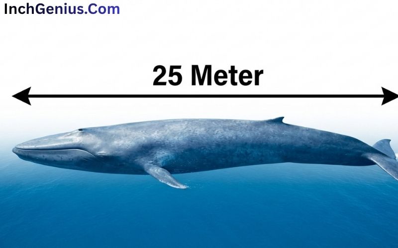 How Long is 25 Meter?