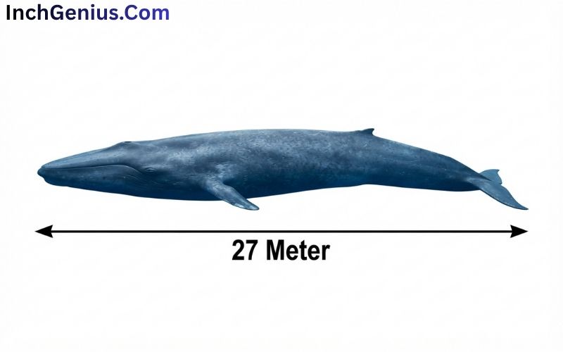 How Long is 27 Meter?