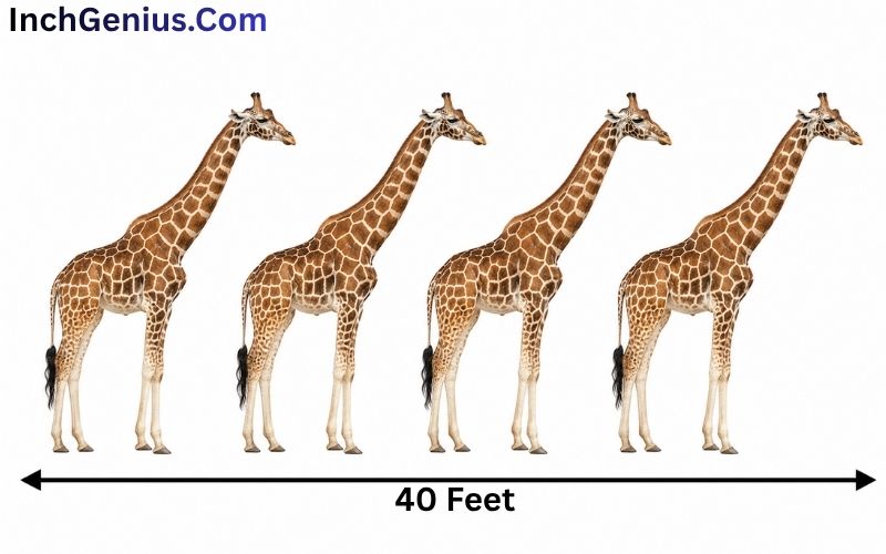 How Long is 40 Feet?