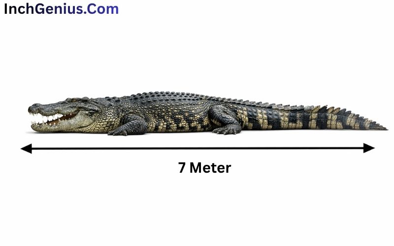 How Long is 7 Meter?