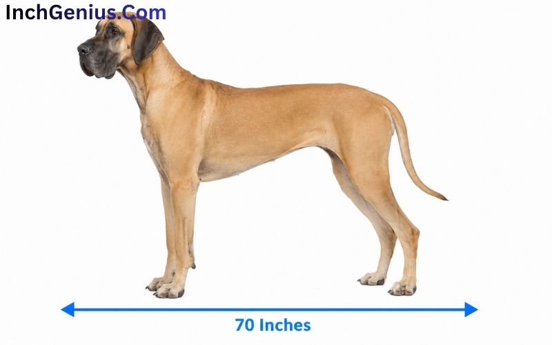 How Long is 70 Inches?